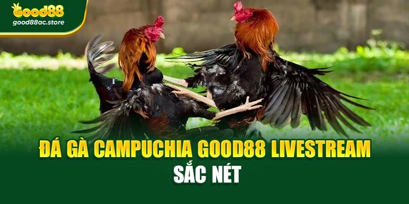 Đá gà Campuchia Good88 livestream sắc nét
