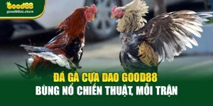 Đá Gà Cựa Dao Good88 – Bùng Nổ Chiến Thuật, Mỗi Trận
