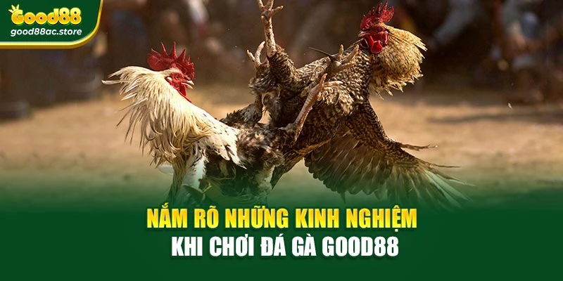 Nắm rõ những kinh nghiệm khi chơi đá gà Good88