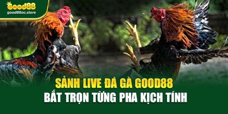 Sảnh Live Đá Gà Good88 – Bắt Trọn Từng Pha Kịch Tính