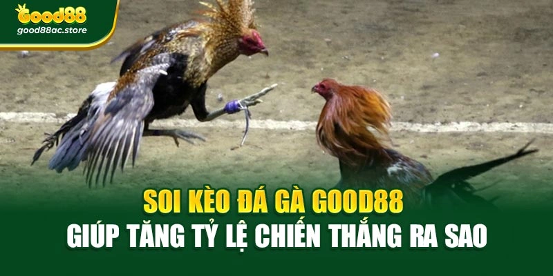 Soi kèo đá gà Good88 giúp tăng tỷ lệ chiến thắng ra sao