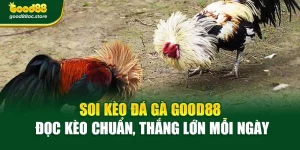 Soi Kèo Đá Gà Good88 – Đọc Kèo Chuẩn, Thắng Lớn Mỗi Ngày