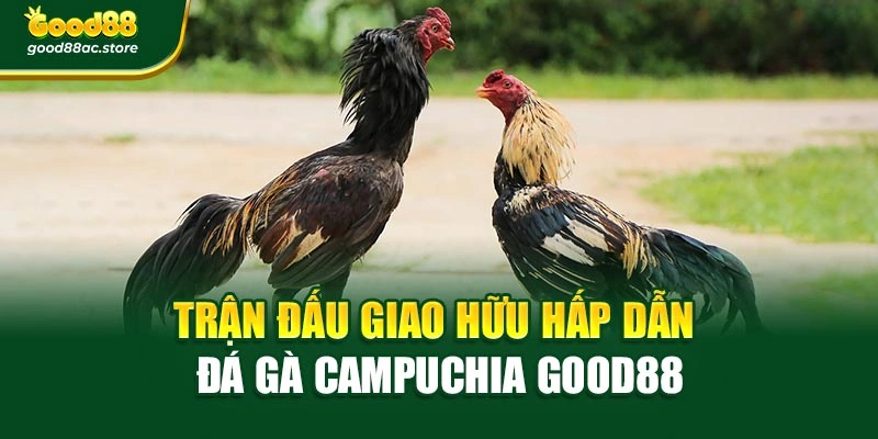 Trận đấu giao hữu hấp dẫn Đá gà Campuchia Good88